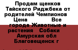 Продам щенков Тайского Риджбека от родителей Чемпионов › Цена ­ 30 000 - Все города Животные и растения » Собаки   . Амурская обл.,Благовещенск г.